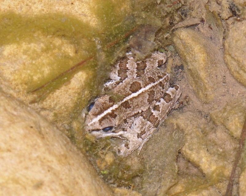 Anuario Herpetológico Herpetos en la Sierra de Cazorla