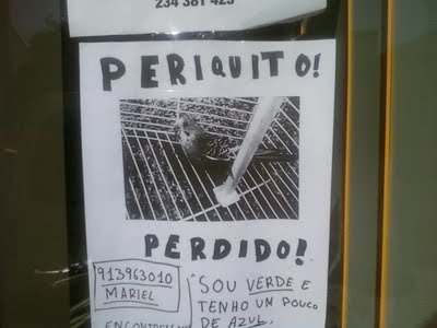 [periquitoperdido.jpg]