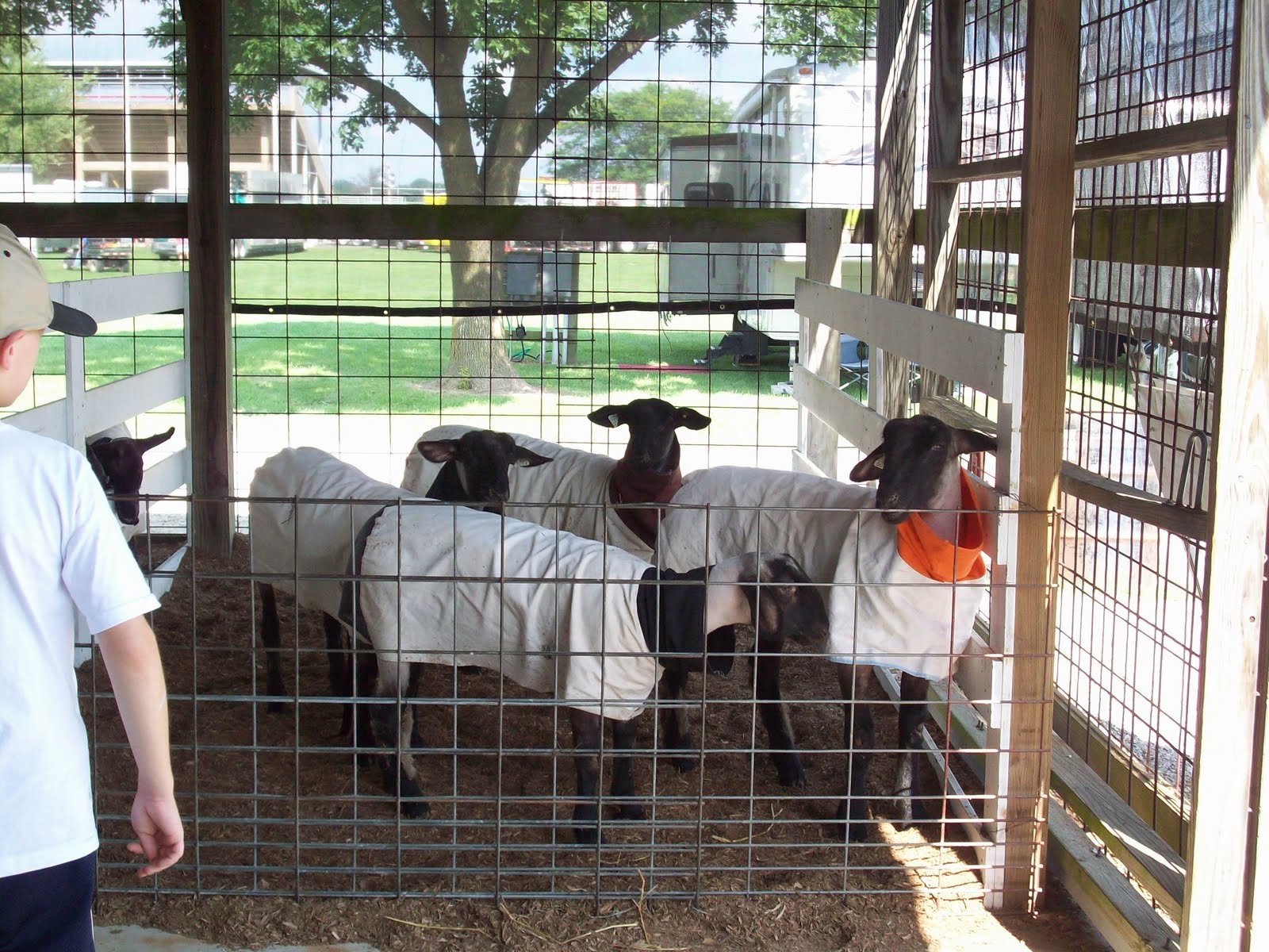 Life in Altamont Effingham County Fair