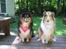 My Two Collies!