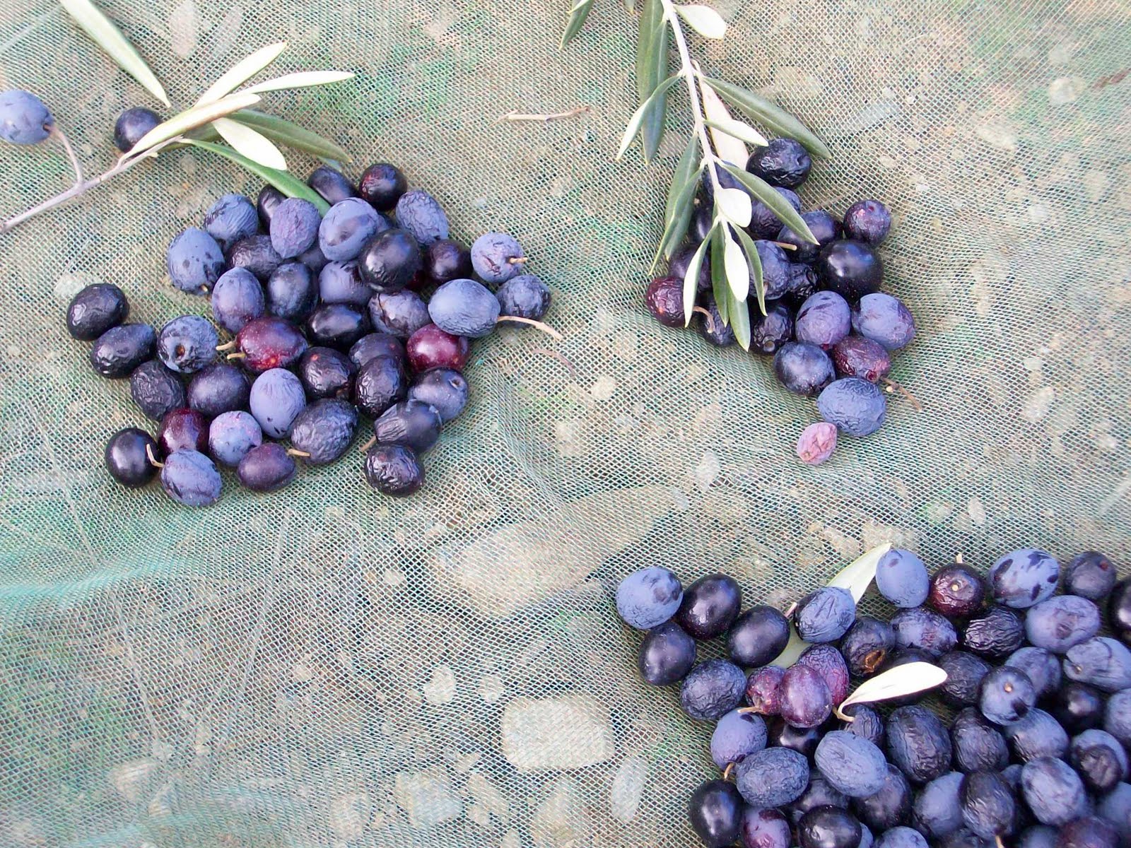 masueco de la ribera: A LO QUE ACEITE DE OLIVA ECHO....