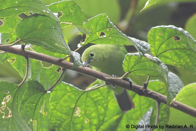 Lesser Green Leafbird - female