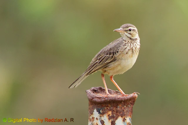 Paddyfield Pipit (Anthus rufulus)