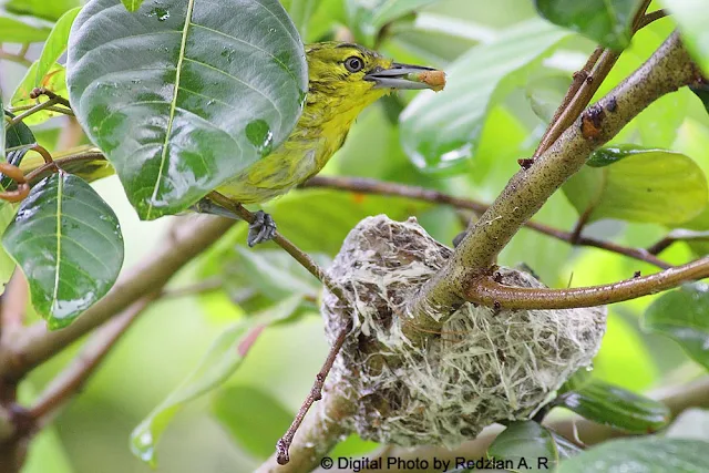 Common Iora Feeding after the rain