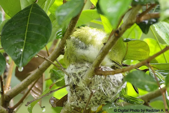 Common Iora during the rain