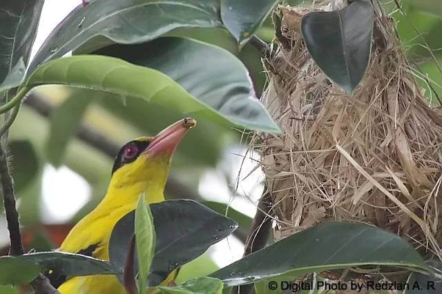 Female Black-naped Oriole with Food