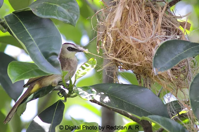 Yellow-vented Bulbul recycle nesting material from old Oriole nest