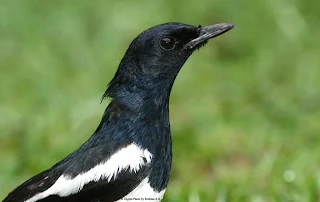 Oriental Magpie Robin 