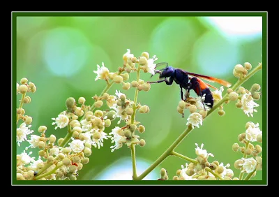 Wasp - Polistes Sagittarius at Longan flowers