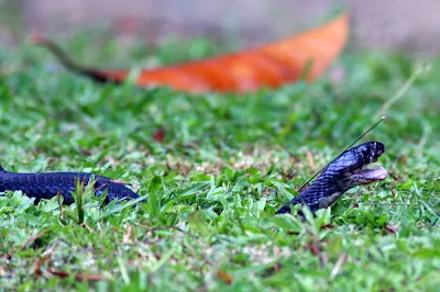 Juvenile Cobra Naja sp. at my backyard