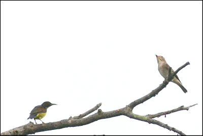 Asian Brown Flycatcher try to make friend with Brown-throated Sunbird at Raub Malaysia