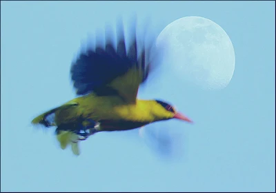 Final Image of Black-napped Oriole Superimposed with the Moon