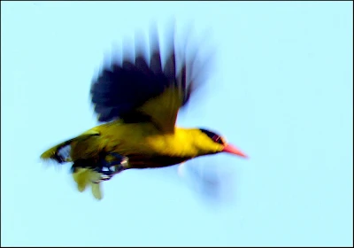 Black-naped Oriole image croped and size adjusted