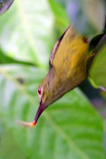 Female Brown-throated Sunbird foraging at Rambutan tree