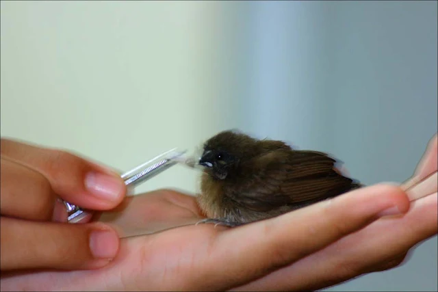 Firdaus feeding the chick of Scaly-breasted Munia