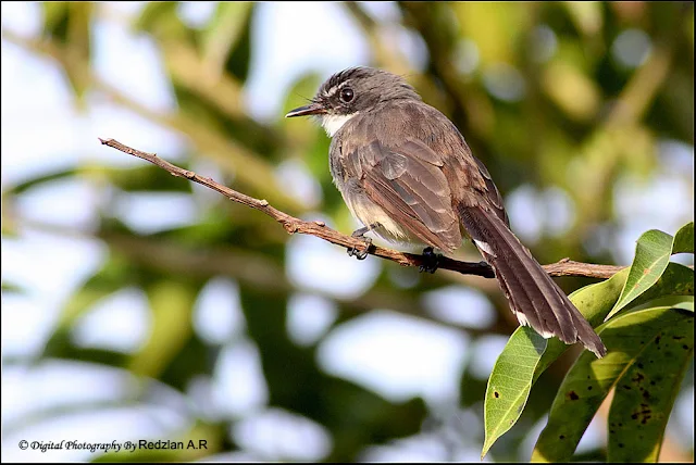 Pied Fantail (Rhipidura javanica)