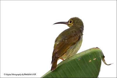 Spectacled Spiderhunter (Arachnothera flavigaster)