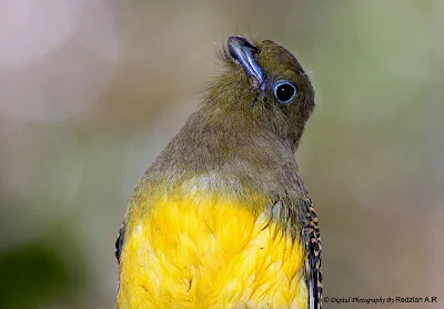  Orange-breasted Trogon (Harpactes oreskios)