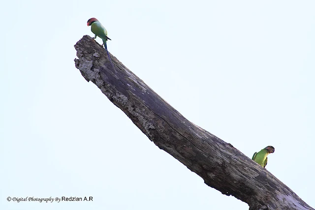 Burung Bayan Nuri, Long-tailed Parakeet (Psittacula longicauda)