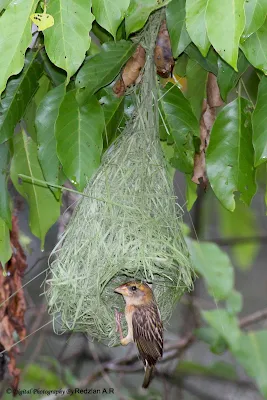 Female Baya Weaver inspecting the nest