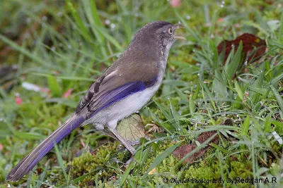 Blue-winged Minla (Minla cyanouroptera)