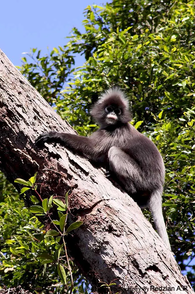 Leaf Monkey