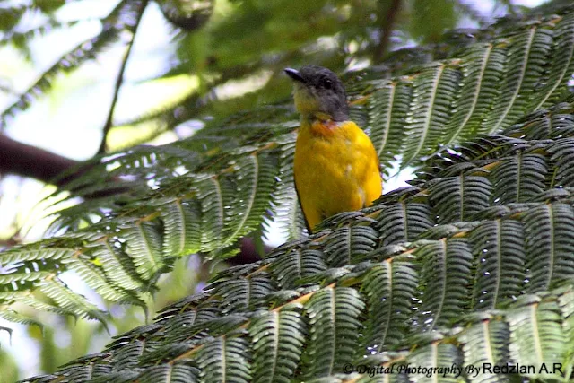 Female Minivet