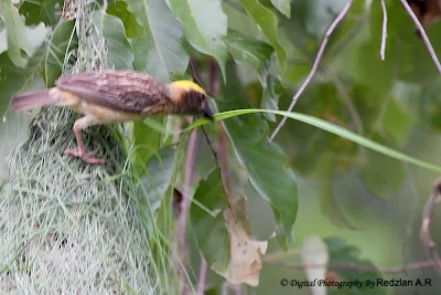 Baya Waver with nesting material