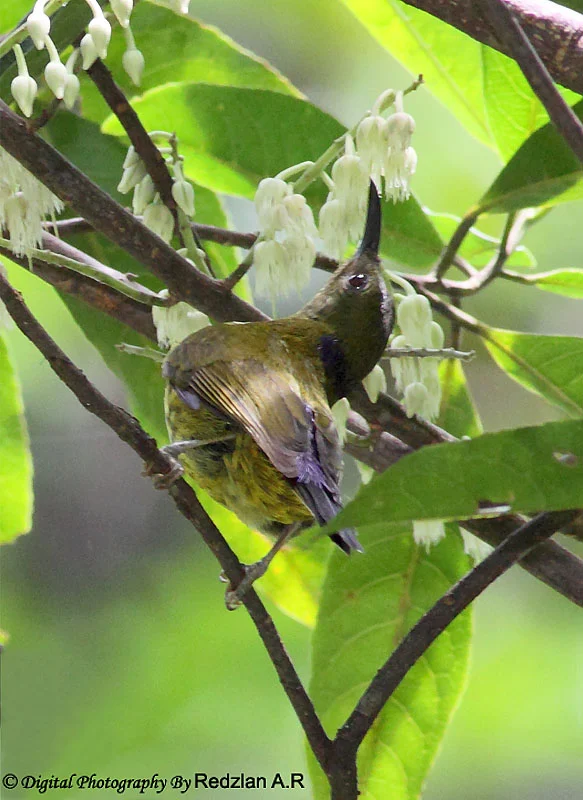 Purple-naped Sunbird 