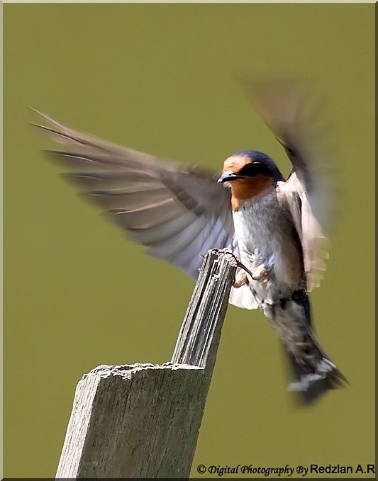 Birds and Nature Photography Raub Takeoff and Landing