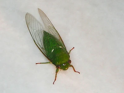 Green Cicada - Reriang 