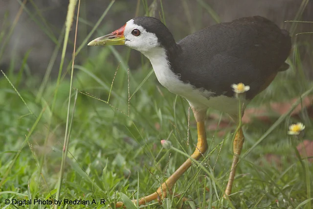 White-breasted Waterhen,Ruak-ruak by Redzlan A.R