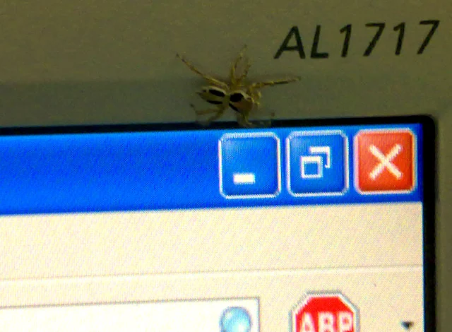Spider browsing the WWW