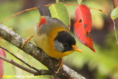 Silver-Eared Mesia