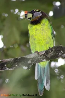 Fire-tufted Barbet