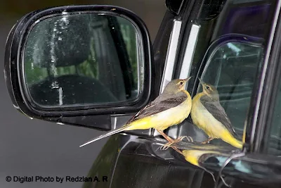 Wag Tail with Car's Mirror
