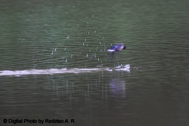 Pacific Swallow taking a bath