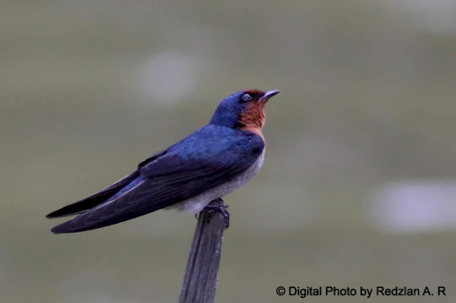 Pacific Swallow resting on stick