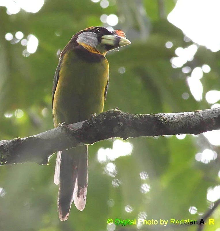 Fire-tufted Barbet