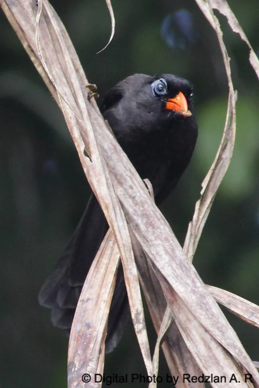 Black Laughingthrush  (Melanocichla lugubris)