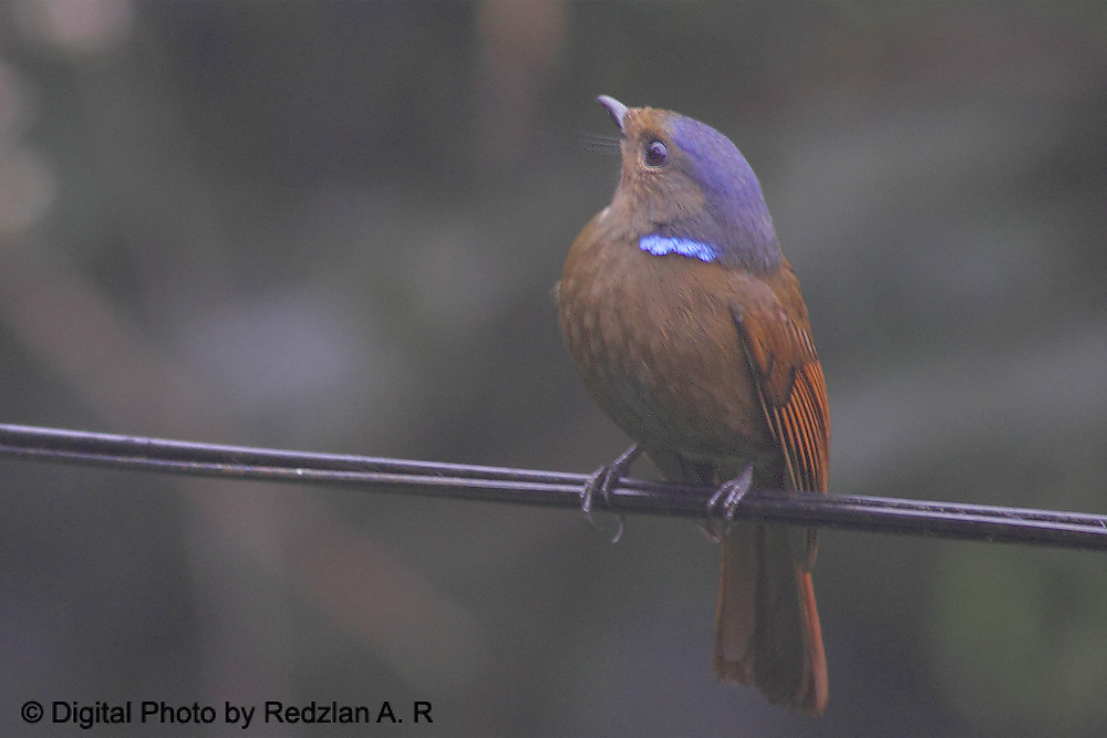 [Niltava-female2.jpg]