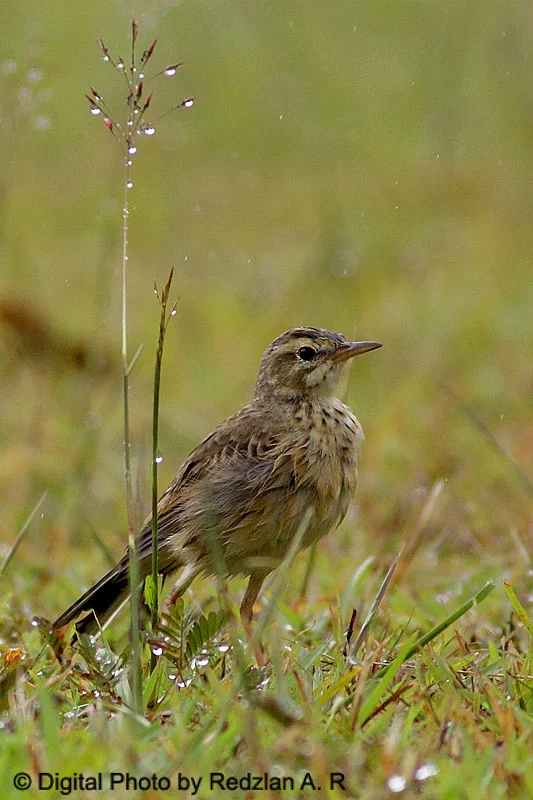 Paddyfield Pipit