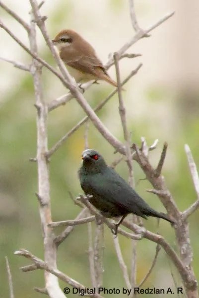 Glossy Starling and Brown Shrike