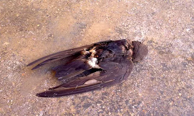Dead Swallow