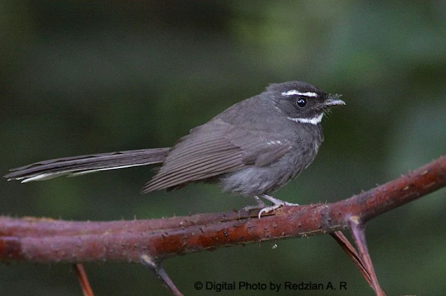 Mountain Fantail