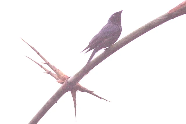 Lesser Racquet-tailed Drongo