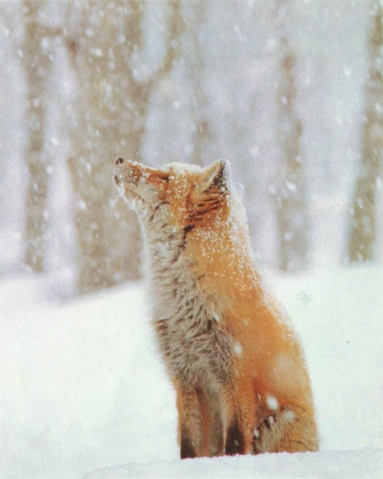 http://3.bp.blogspot.com/_MEutUUaaZEw/SxSAjmd6hgI/AAAAAAAACzM/aZeVj9F7hJ8/s1600/animals-in-snow16.jpg