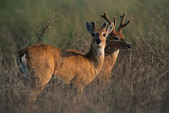 Venado de las Pampas