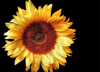 sun-1.jpg
