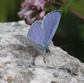 holly blue butterfly